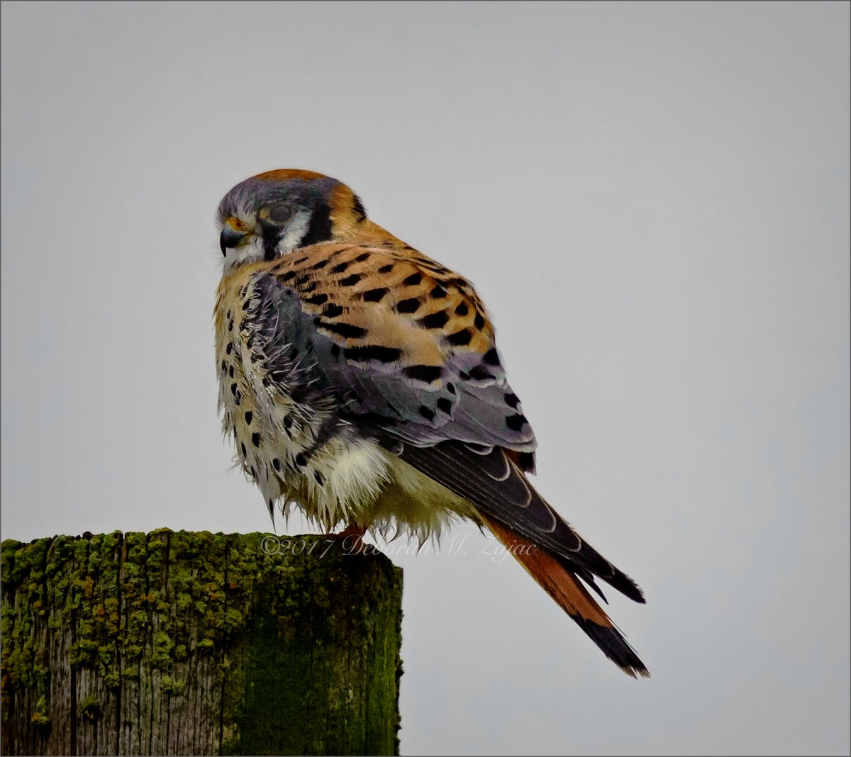 American Kestrel Male