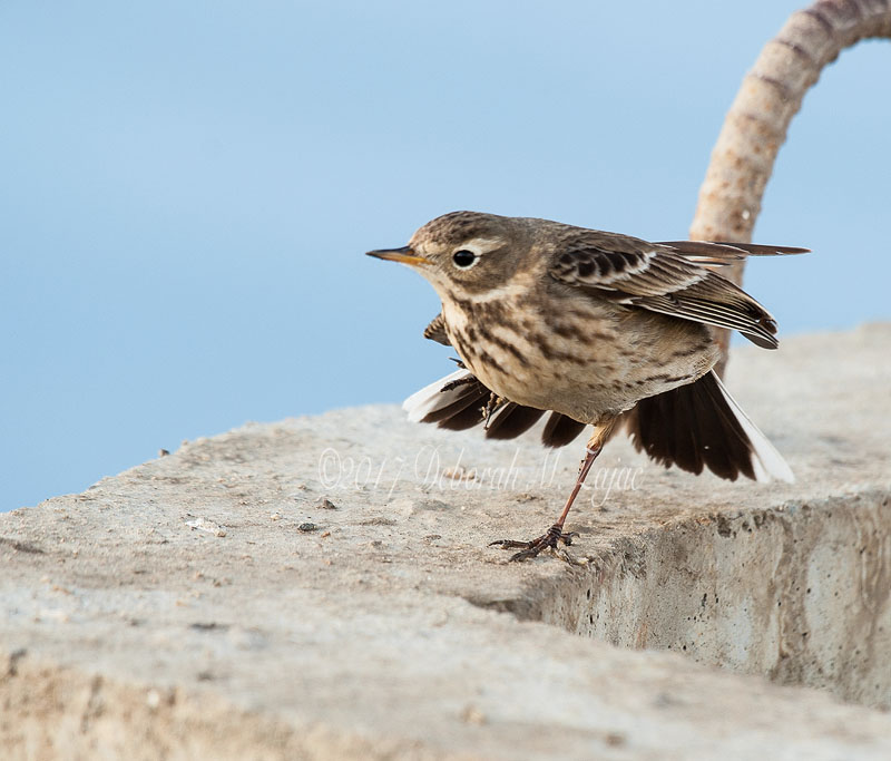 American Pipit Dancer