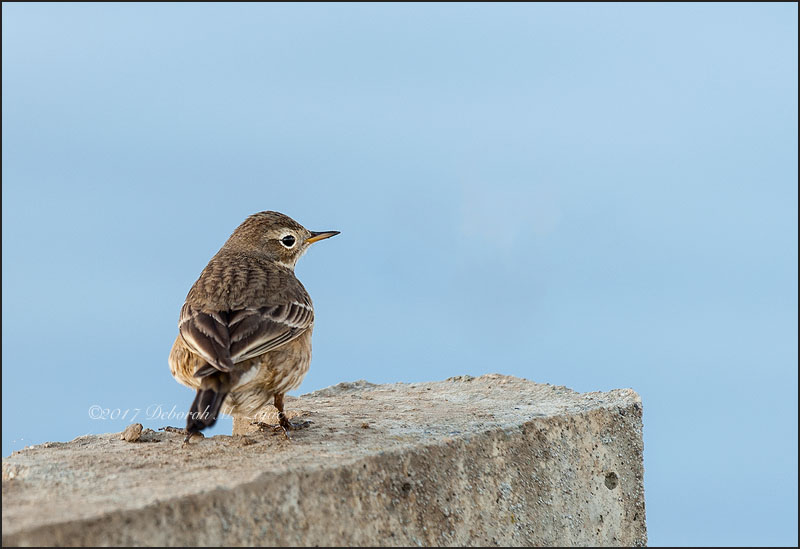 American Pipit