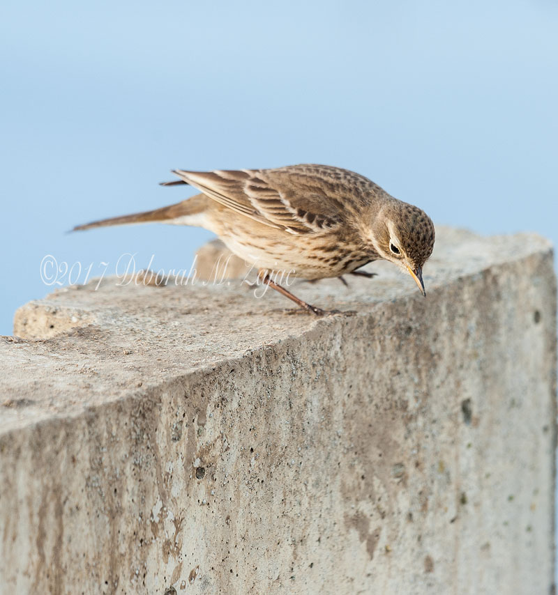American Pipit Takes a Bow