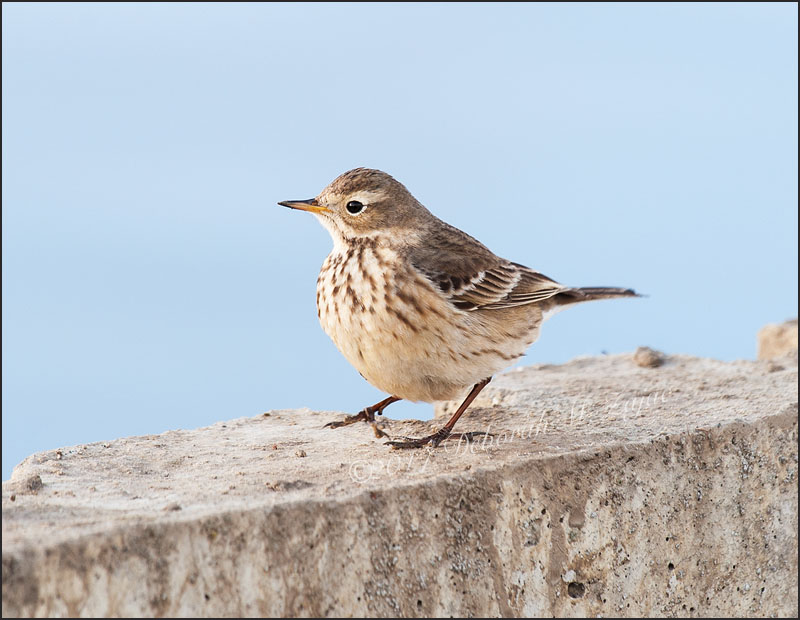 Copyright ©2017 Deborah M. Zajac ALL RIGHTS RESERVED