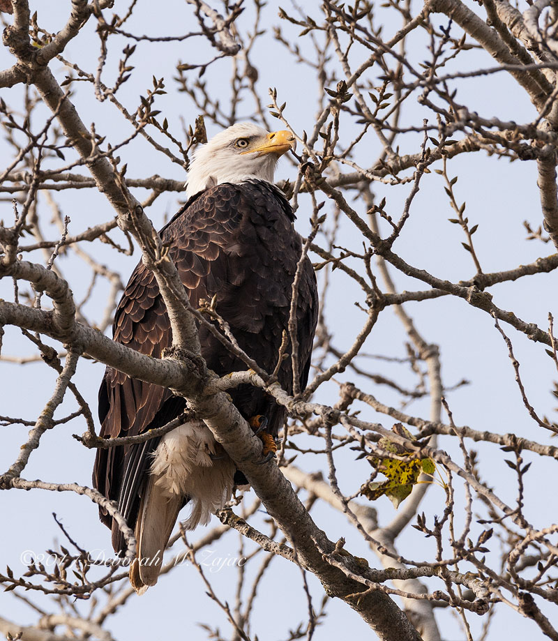 Bald Eagle-Adult