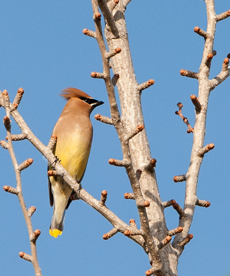 Cedar Waxwing