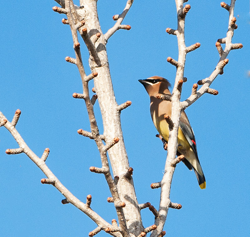 Cedar Waxwing