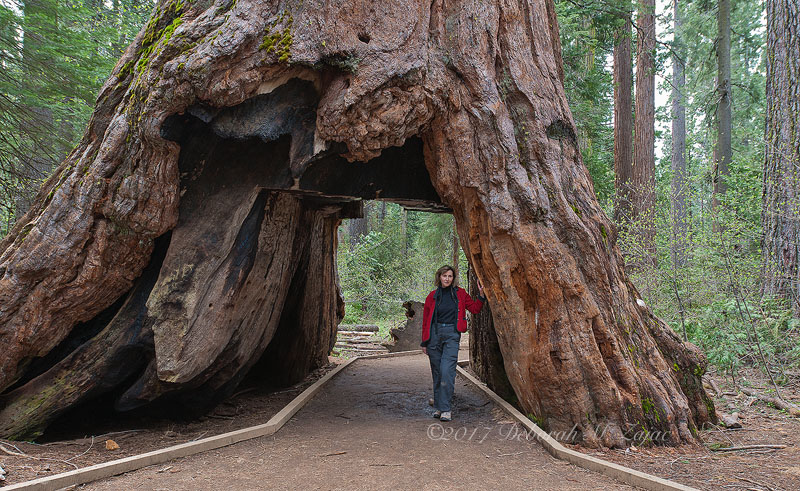 Deborah at the Pioneer Cabin Tree