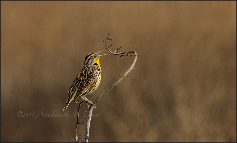 Meadowlark Western Male