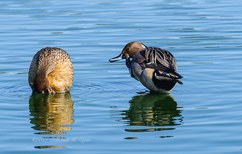 Northern Pintail- Male and Female