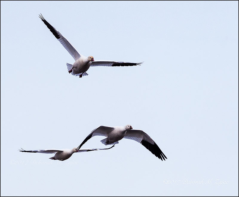 Snow Geese in Flight
