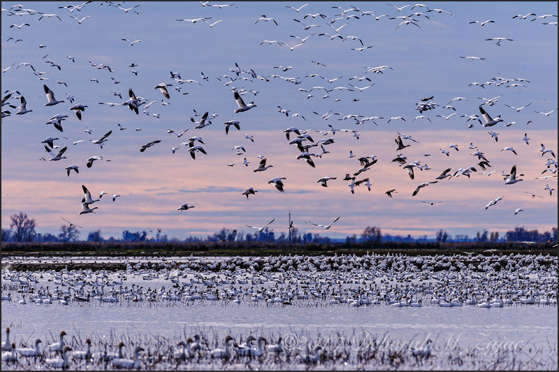 Snow Geese in Flight