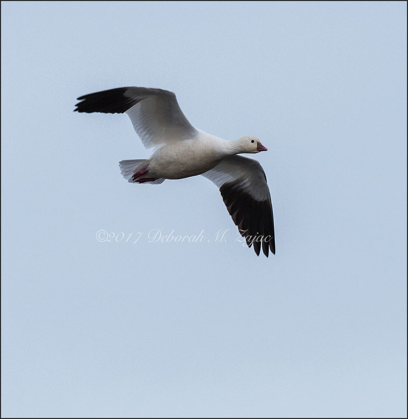 Snow Goose in Flight