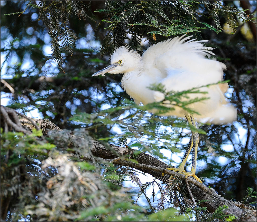 Snowy Egret- Juvenile