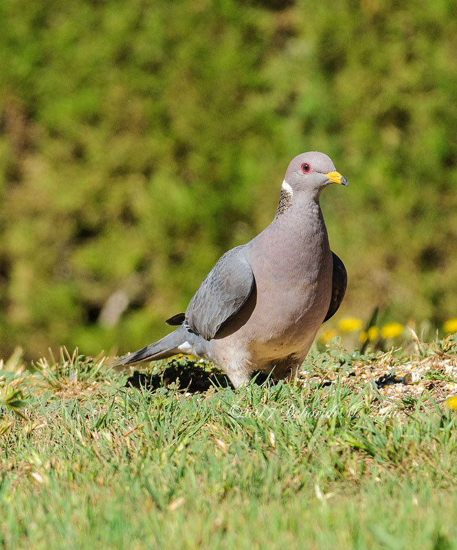 Banded-tail Pigeon
