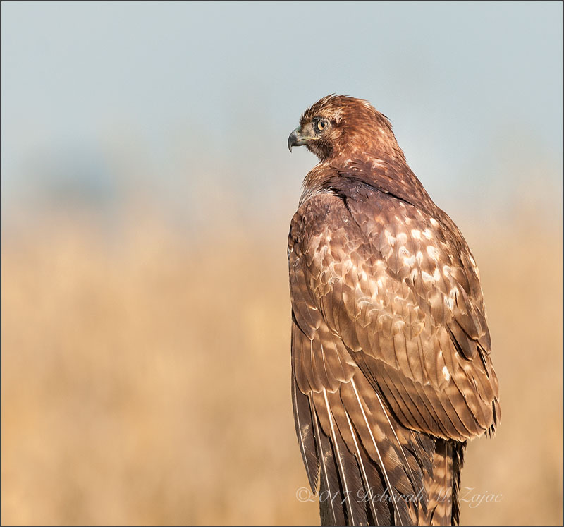 Red-tailed Hawk