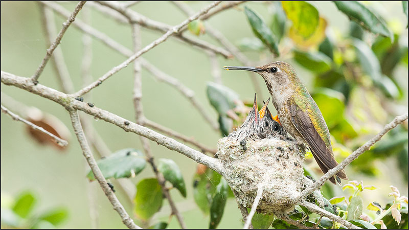 Anna's Hummingbird with Hungry Chicks