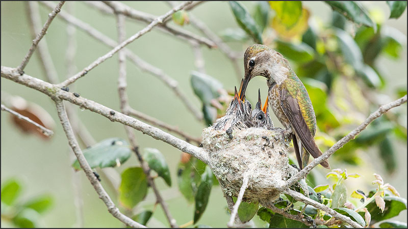 Anna's Hummingbird Feeding her Chicks