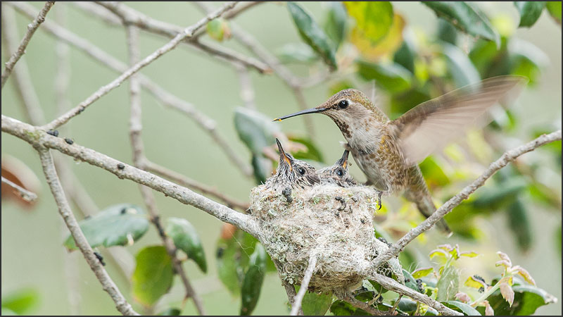 Anna's Hummingbird Female Returns to her Brood
