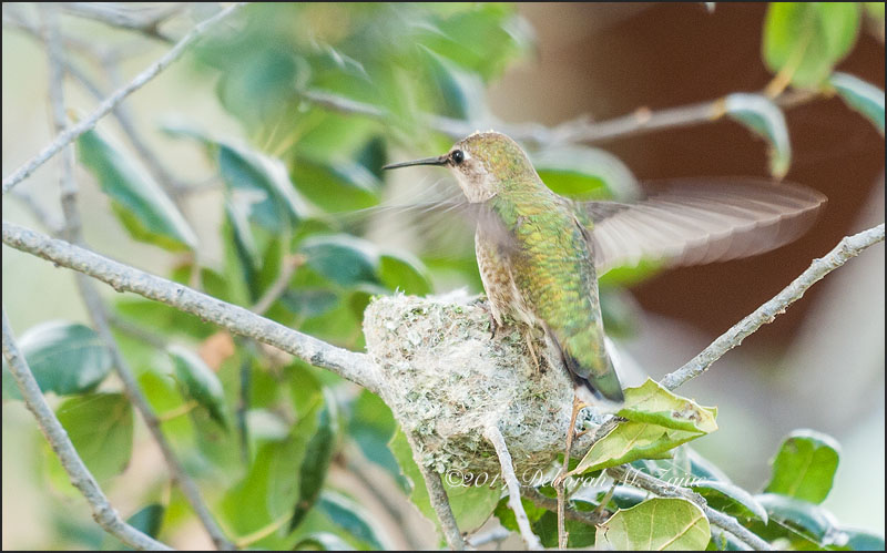 Anna's Hummingbird Female landing on the Nest