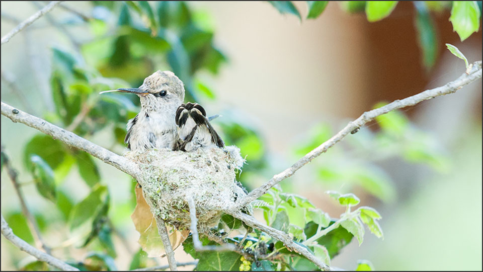 Anna's Hummingbird 3 wks old