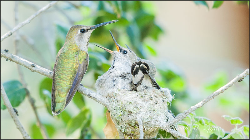 Anna's Hummingbird Family 3wks
