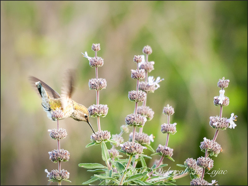 Anna's Hummingbird Female Feeding