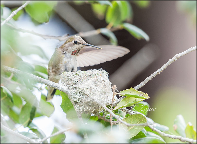 Anna's Hummingbird Female