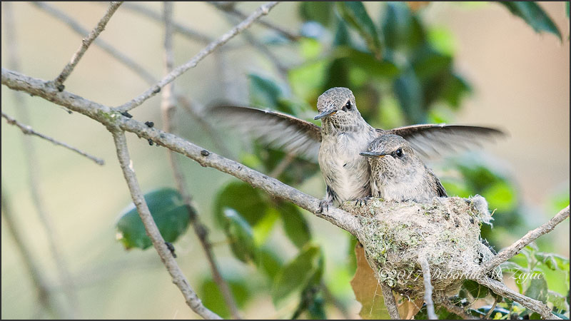 Anna's Hummingbirds 3 weeks old