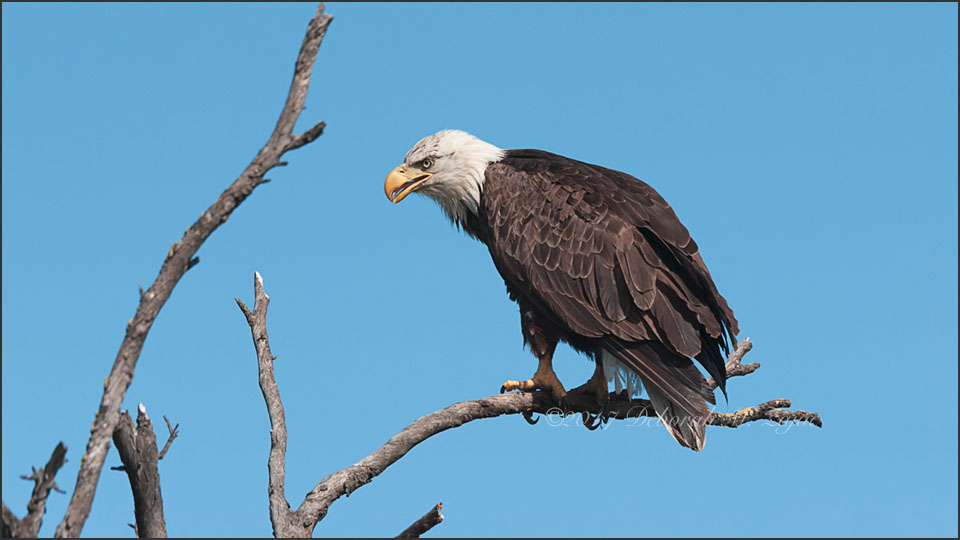 Bald Eagle Female Perched_DMZ6824