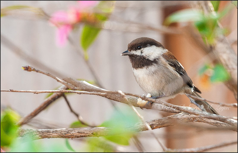 Chickadee