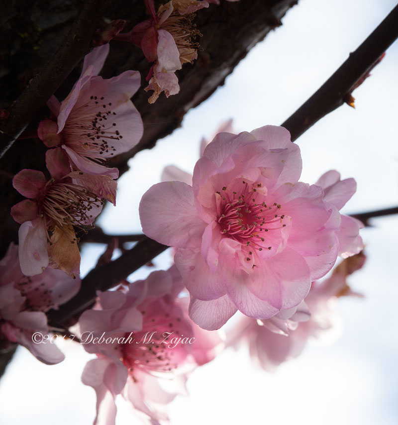 Flowering Plum