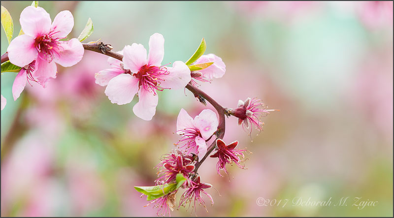 Flowering Plum