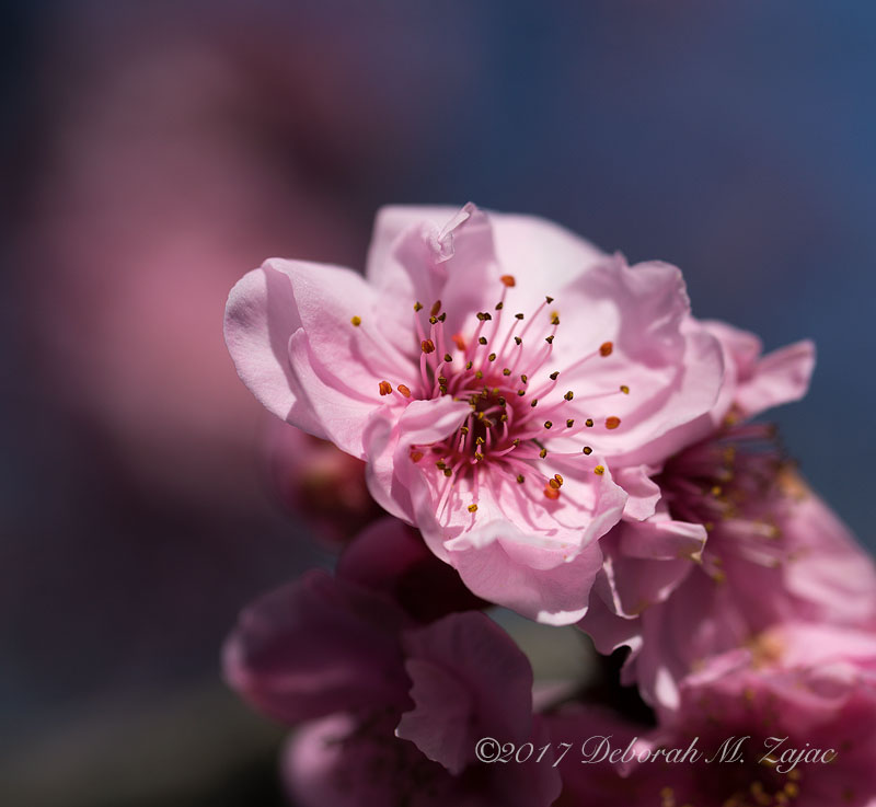 Flowering Plum