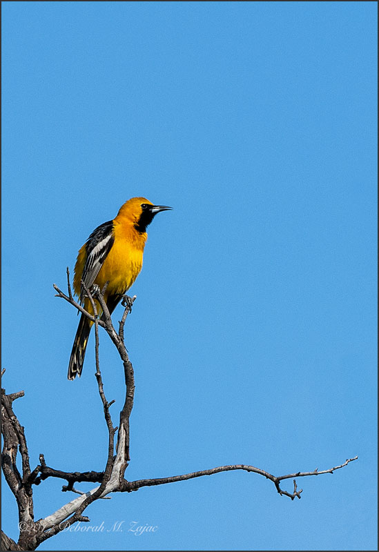 Hooded Oriole-Male