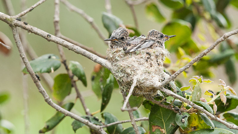 Anna's Hummingbird Chicks eyes open