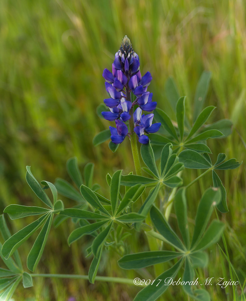 Lupine