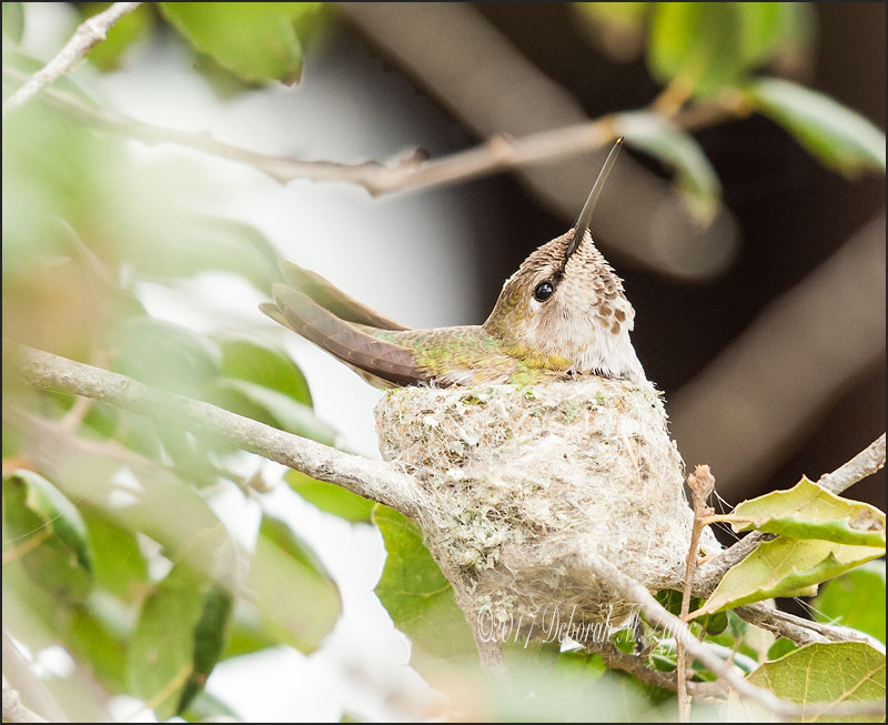 Anna Hummingbird Female on the Nest
