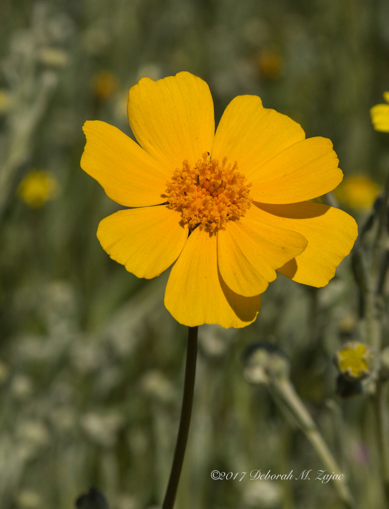 Coreopsis- Super Bloom 2017
