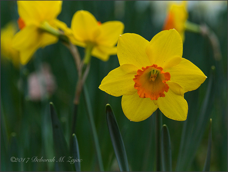 Daffodils