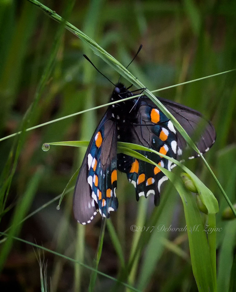 Pipvine Swallowtail Butterfly