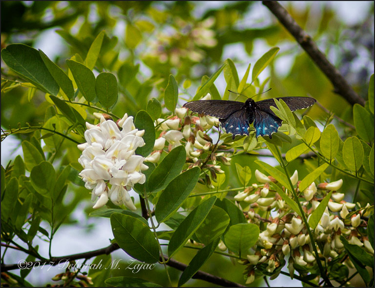 Pipevine Swallowtail Butterfly