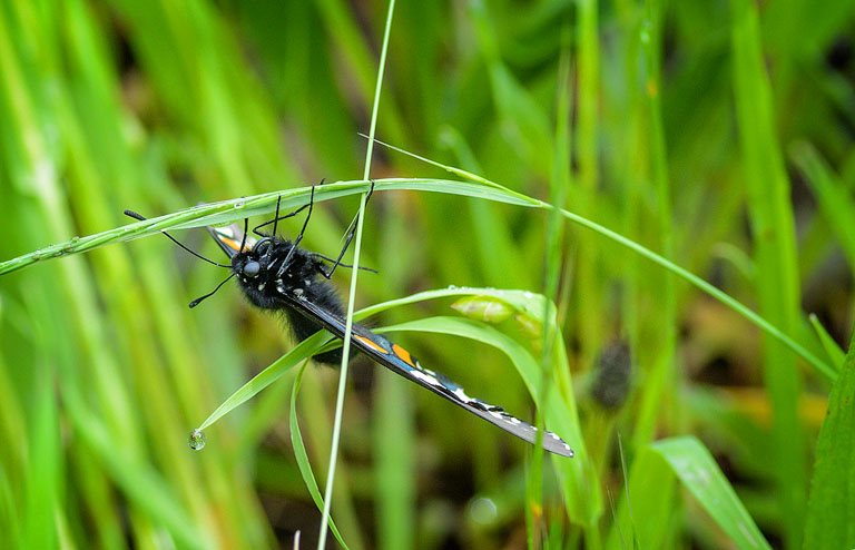 Pipevine Swallowtail Butterfly