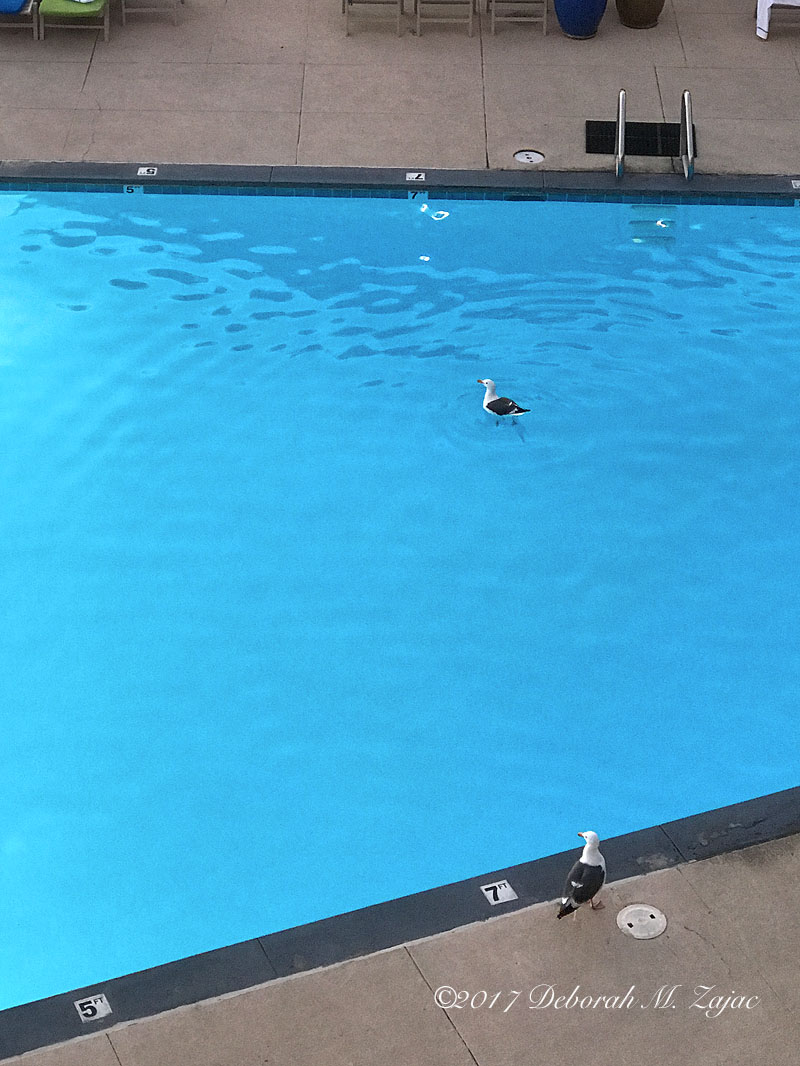 Seagull in Pool Shore Cliff Hotel_IMG_6672