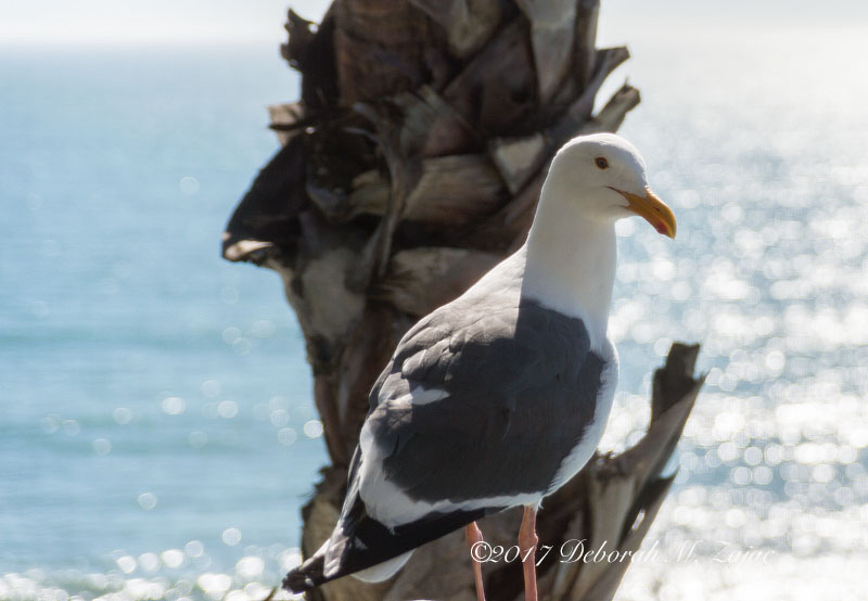 Seagull balcony Rm 315 Shore Cliff Hotel