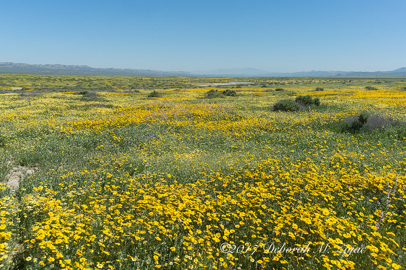 Super Bloom Carrizo Plain Nat Monument