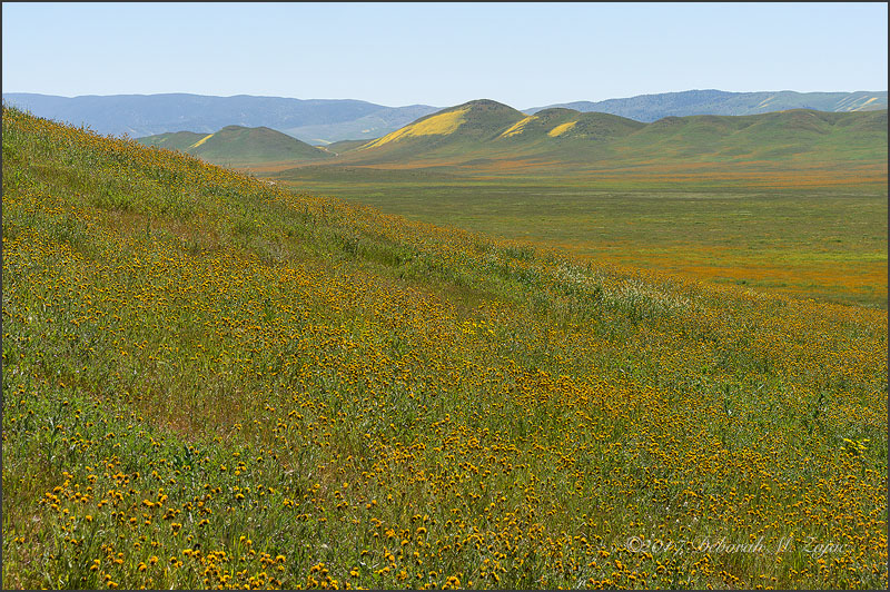 Super Bloom Carrizo Plain