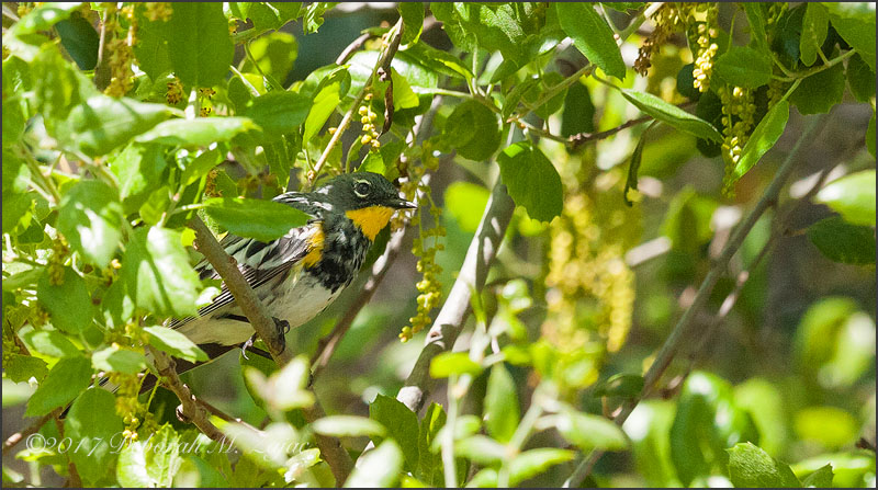 Yellow-rumped Warbler