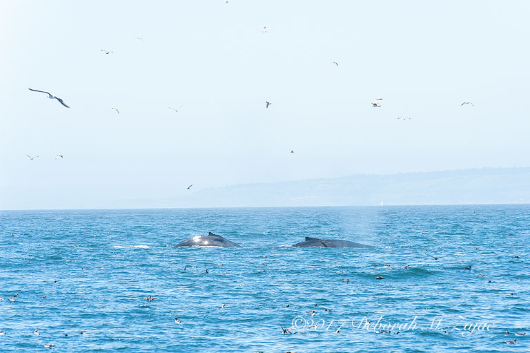 2 Humpback Whales