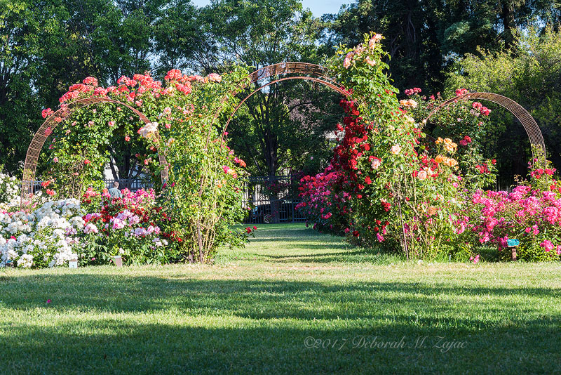 3 Arched Trellis'