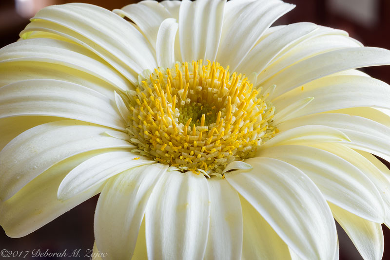 African Daisy Image 14
