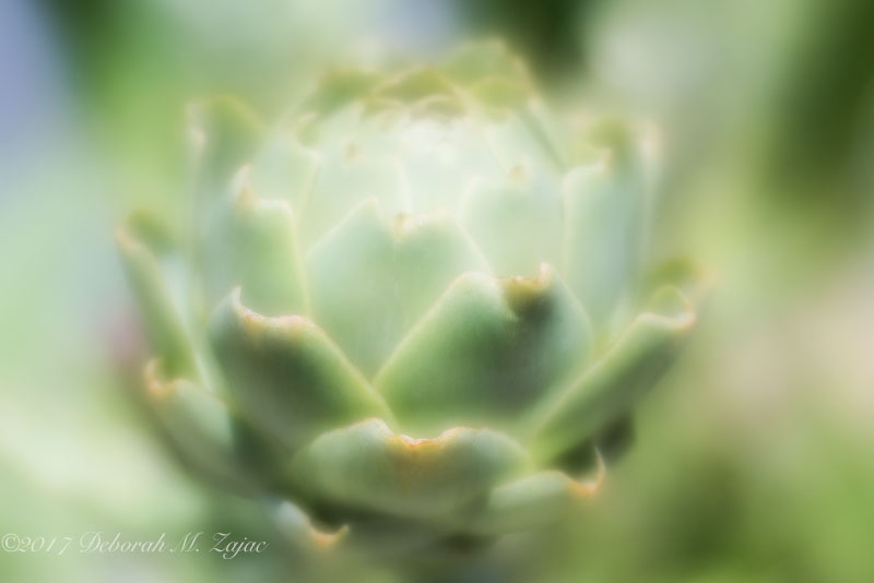 Artichoke
