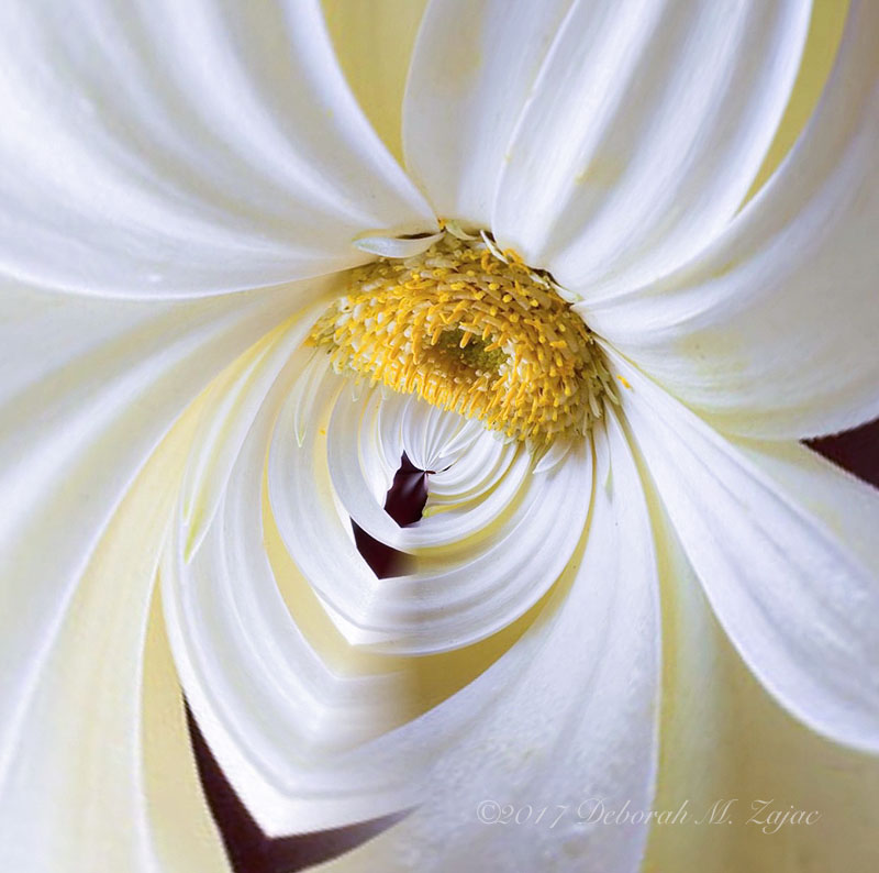 Gerbera with Tiny Planet